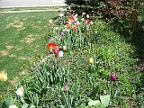 11 Nancy's Garden [2009 May 10]